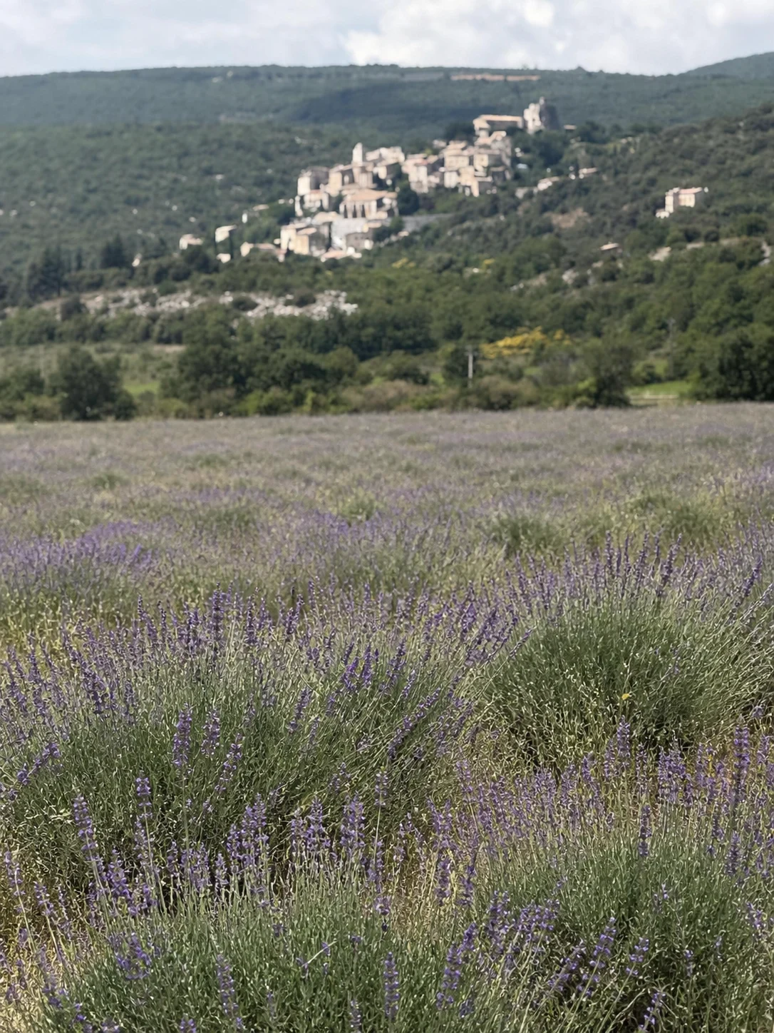 Eigene Aufnahme der Young Living Lavendelfarm in Südfrankreich