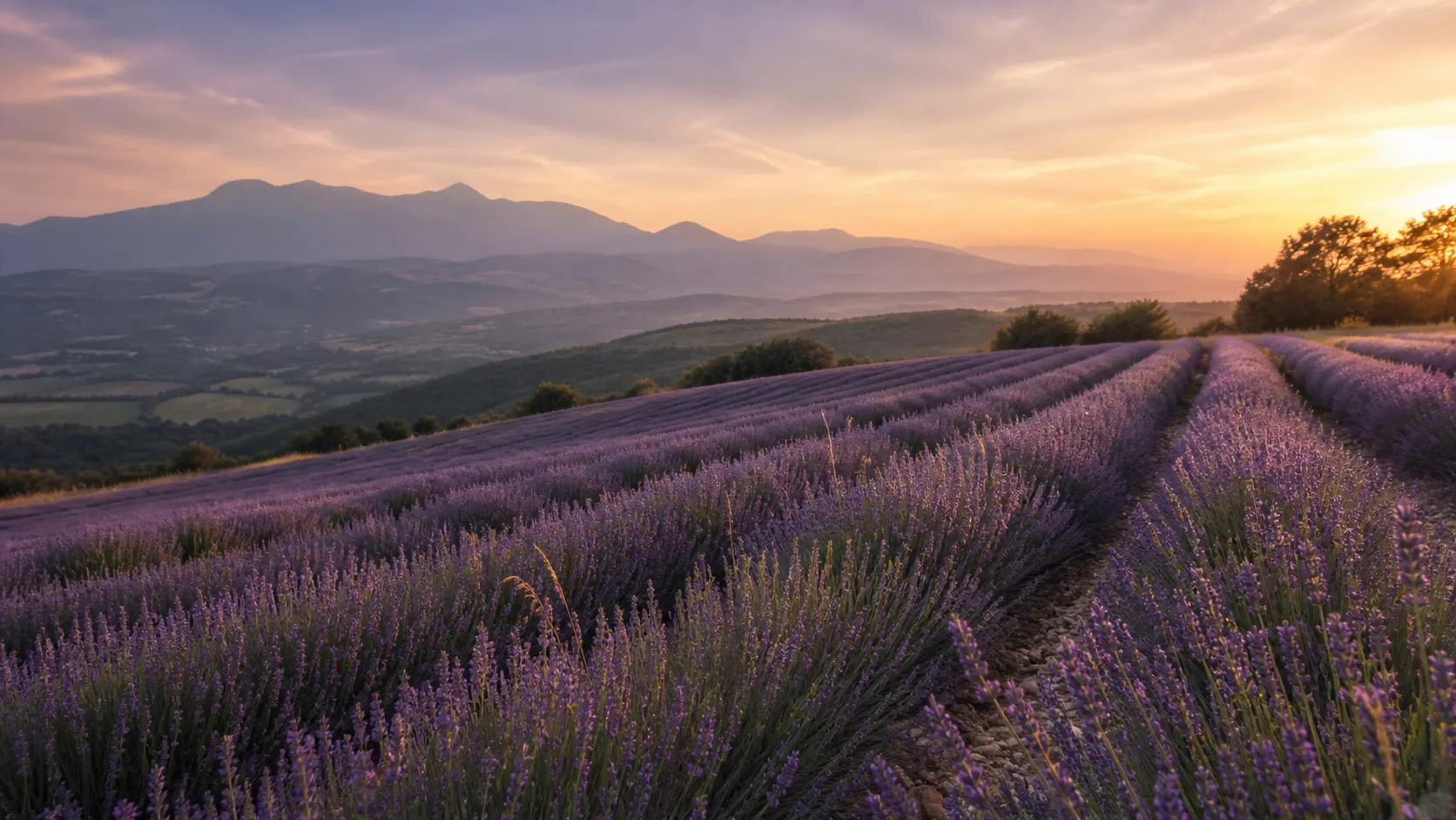 Lavendelzweige und eine Lavender-Flasche in warmem, natürlichem Licht