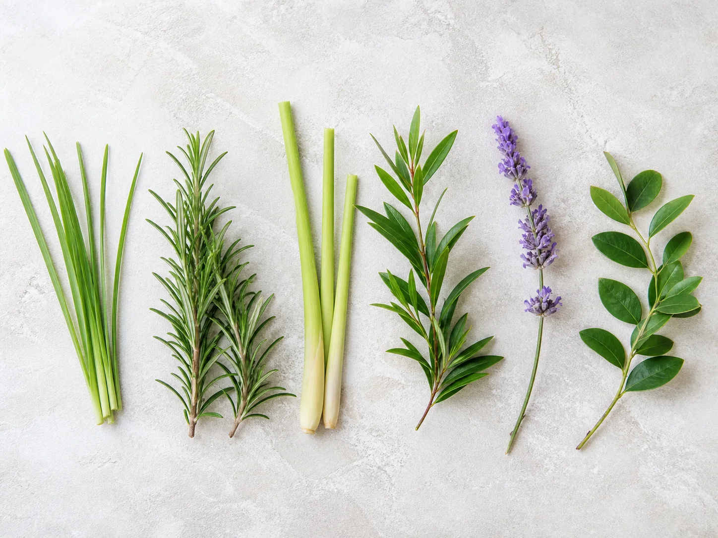 Die sechs Pflanzen der Purification Mischung als gemeinsame botanische Komposition