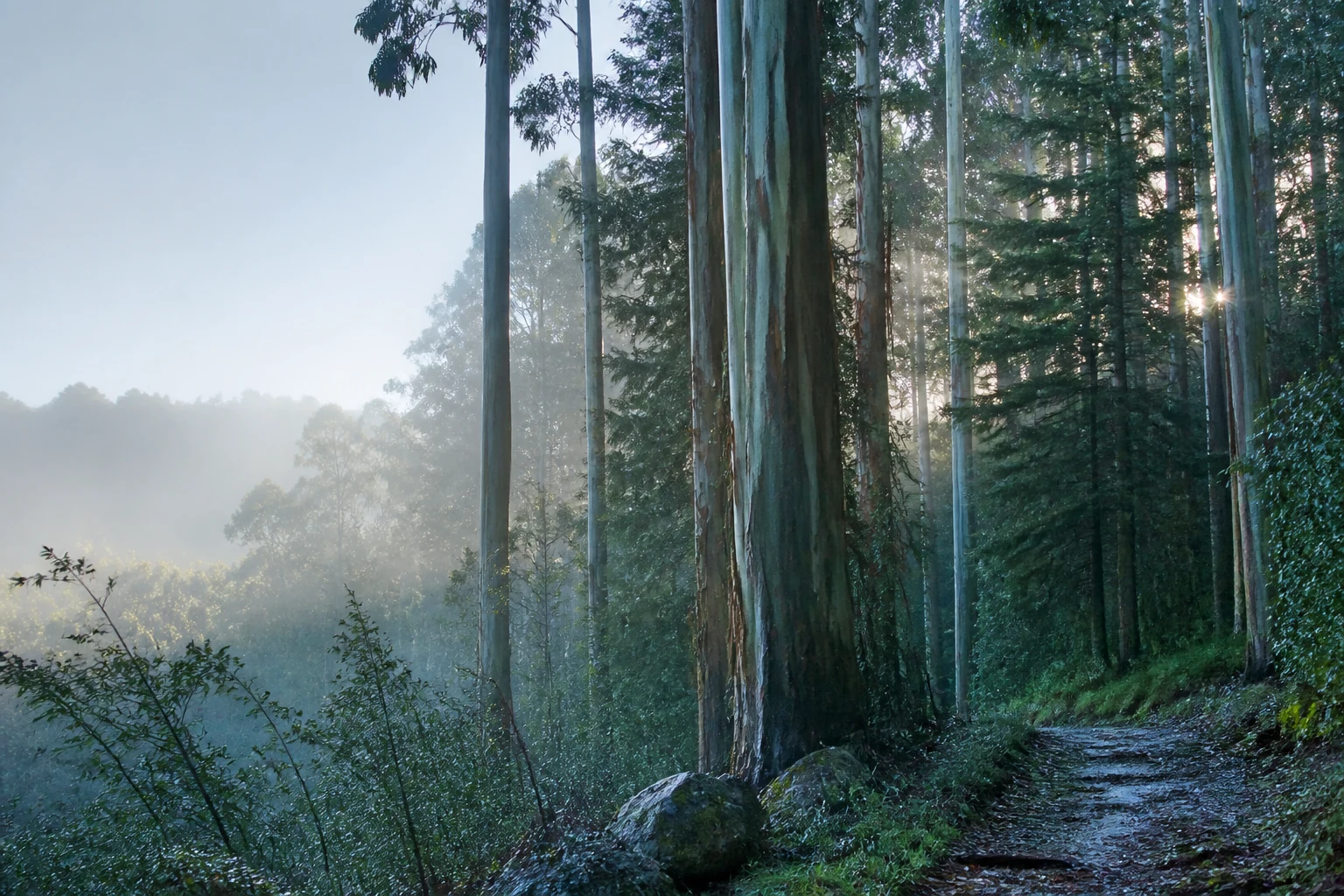Feuchter Eukalyptus- und Nadelwald im klaren Morgenlicht nach dem Regen